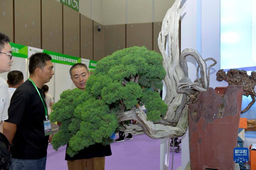 皇冠是哪个国家